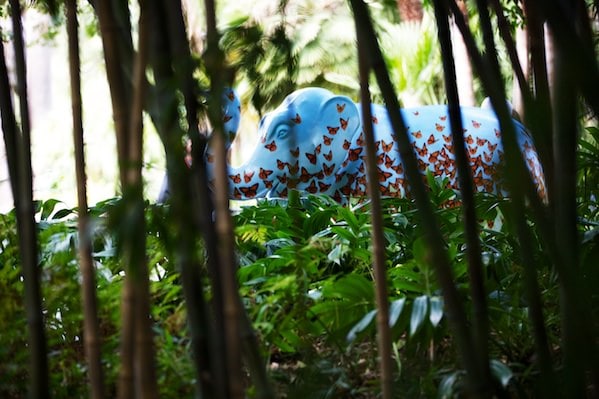 Mali in the Botanic Gardens Melbourne - Elephant