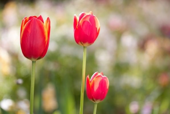 Tulips in melbourne