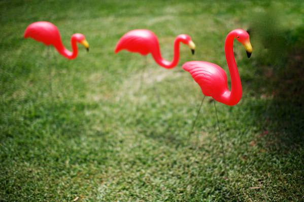 Garden Flamingo