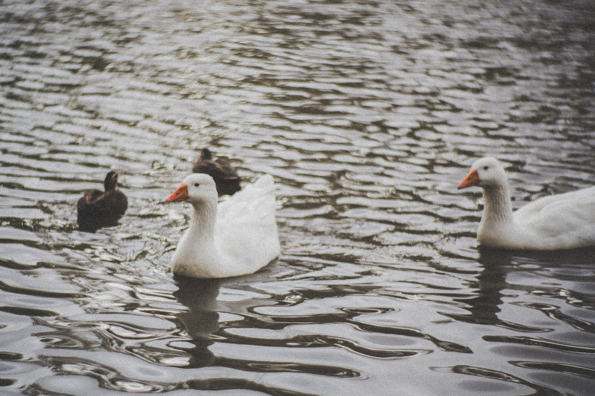 ducks and swans